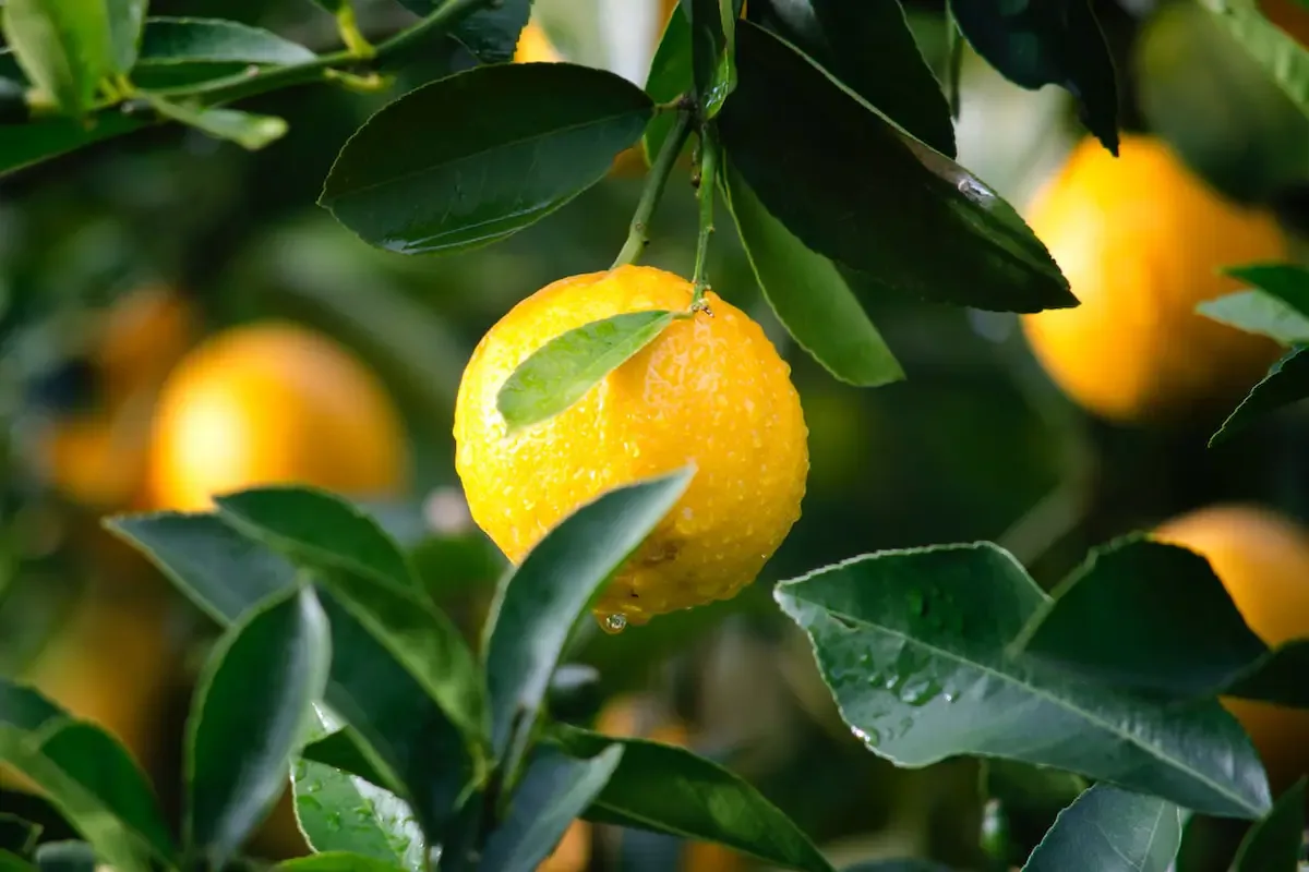 Jugo de limón. Fuente: Pixabay.