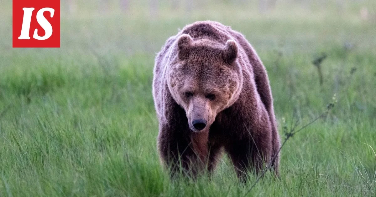 Karhun ja henkilöauton törmäys Virolahdella: Etsinnät päättyivät tuloksettomina