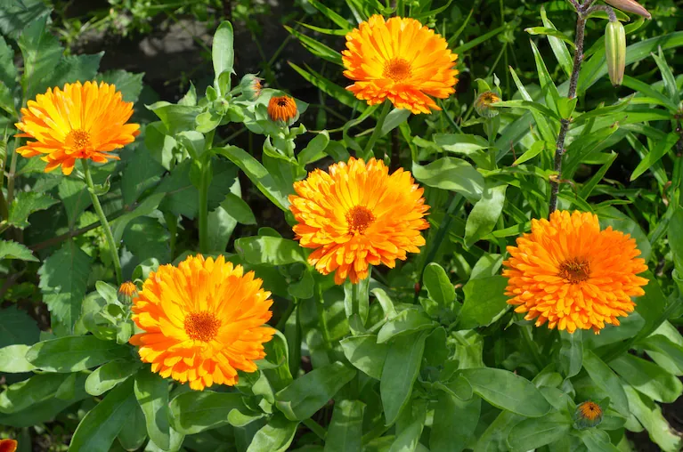 La caléndula es otra de las plantas que conviene sembrar en agosto para disfrutar de su floracion en primavera. (Foto: Adobe Stock)