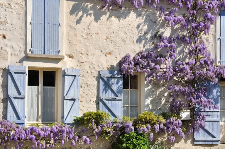 La glicina decora cualquier pared. (Foto: AdobeStock)
