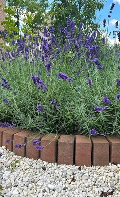 La lavanda combina valor ornamental con un aroma que ayuda a que ciertas áreas del jardín resulten menos atractivas para las ratas. Foto: Shutterstock.