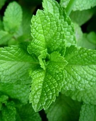La menta libera compuestos aromáticos intensos que, según especialistas, pueden resultar molestos para el sensible olfato de los roedores.