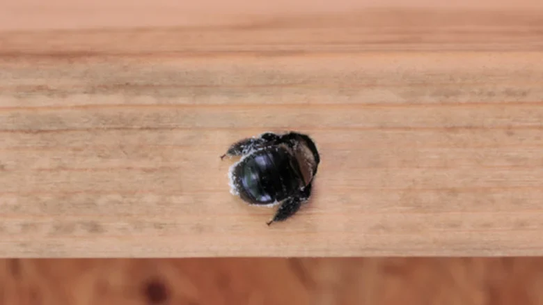 Lähikuva puusepänmehiläisestä puupinnalla