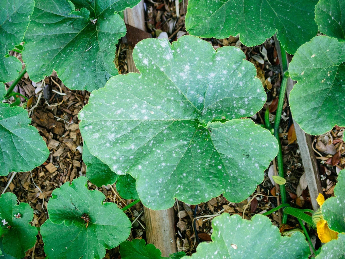 Large squash leaf showing the first symptoms of powdery mildew