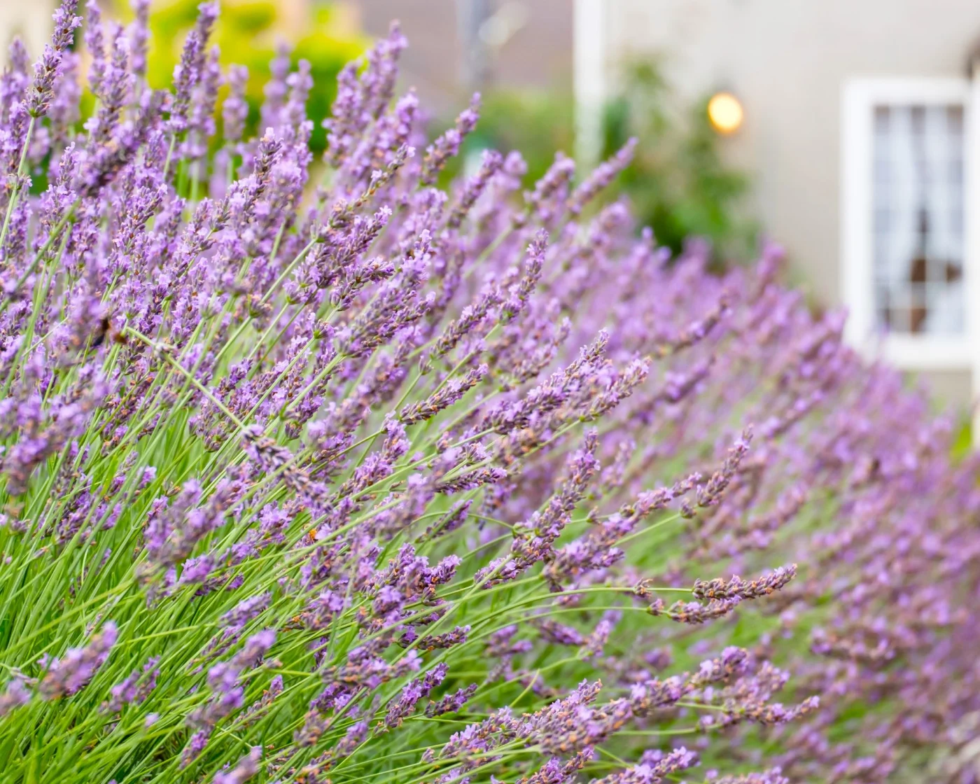 Lavender Grosso growing in a garden