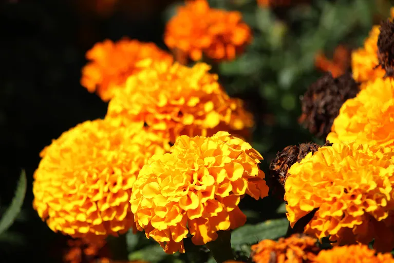 Los copetes (Tagetes) son una de las flores más fáciles de cultivar y una excelente opción para quienes recién empiezan con la jardinería. (Foto: Adobe Stock)