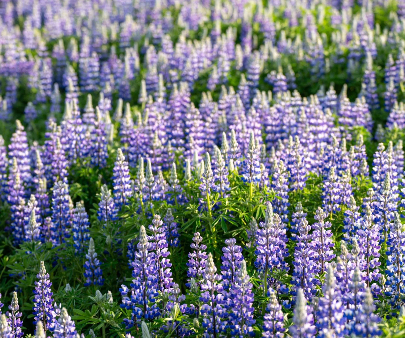 Lupine flower, close-up
