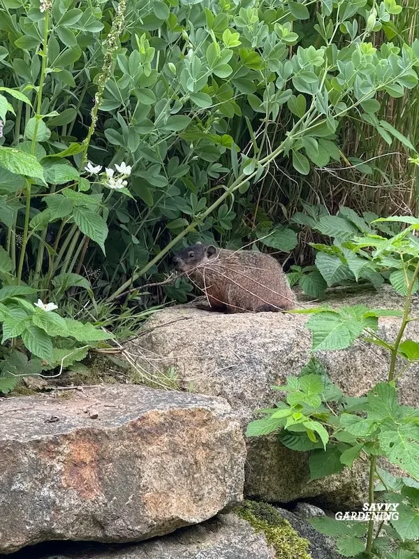 Mammal pests of gardens