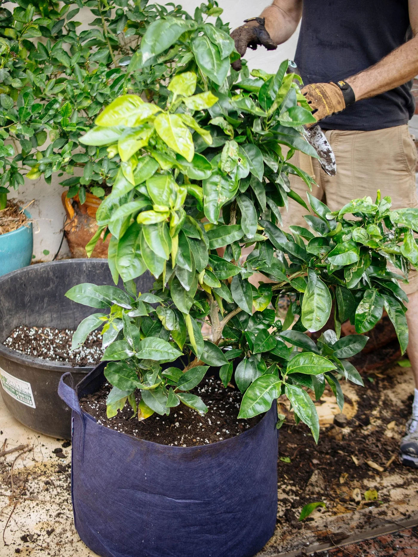 Man standing behind a dwarf citrus tree that was just repotted in a black fabric pot