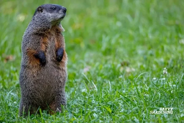 Managing woodchucks in a vegetable garden