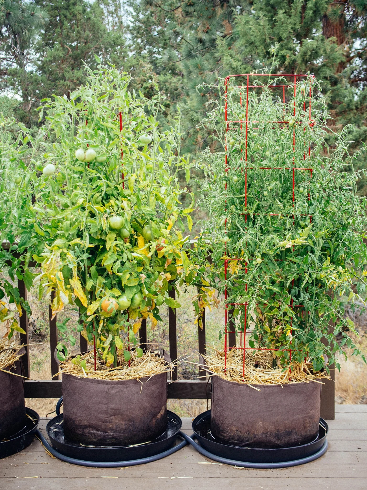 Mature tomato plants growing in brown fabric pots mulched with straw