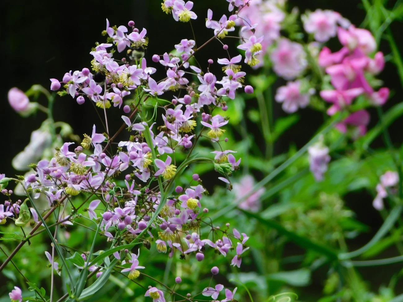 meadow rue