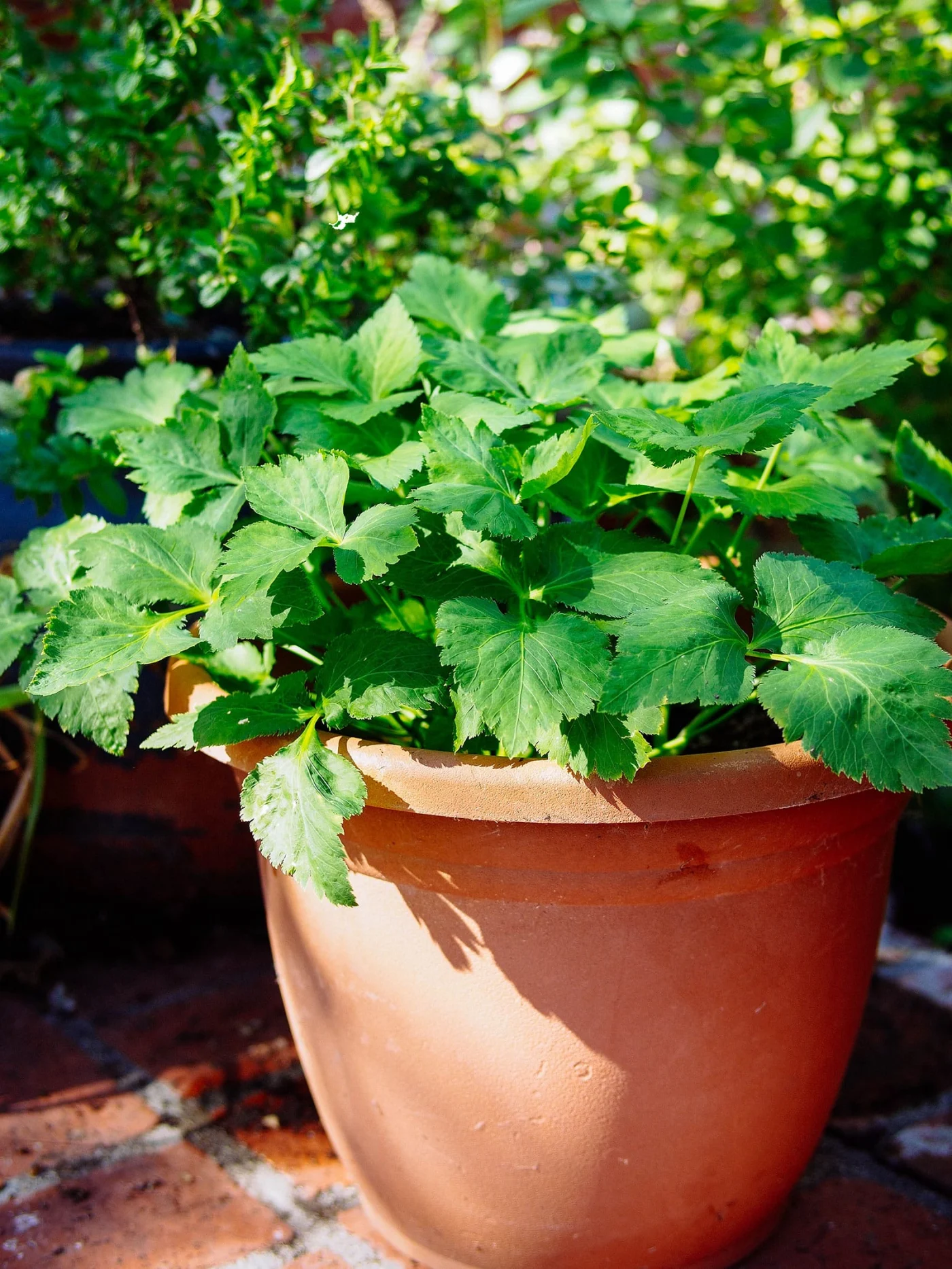 Mitsuba plant growing in a terracotta-colored plastic pot
