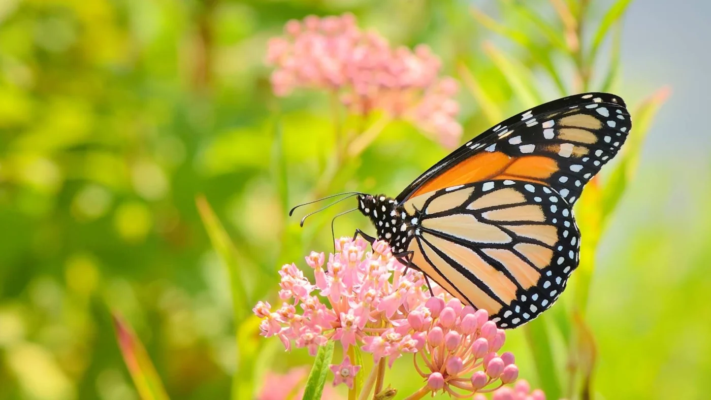MOnarch butterfly on Joe Pye Weed flowers