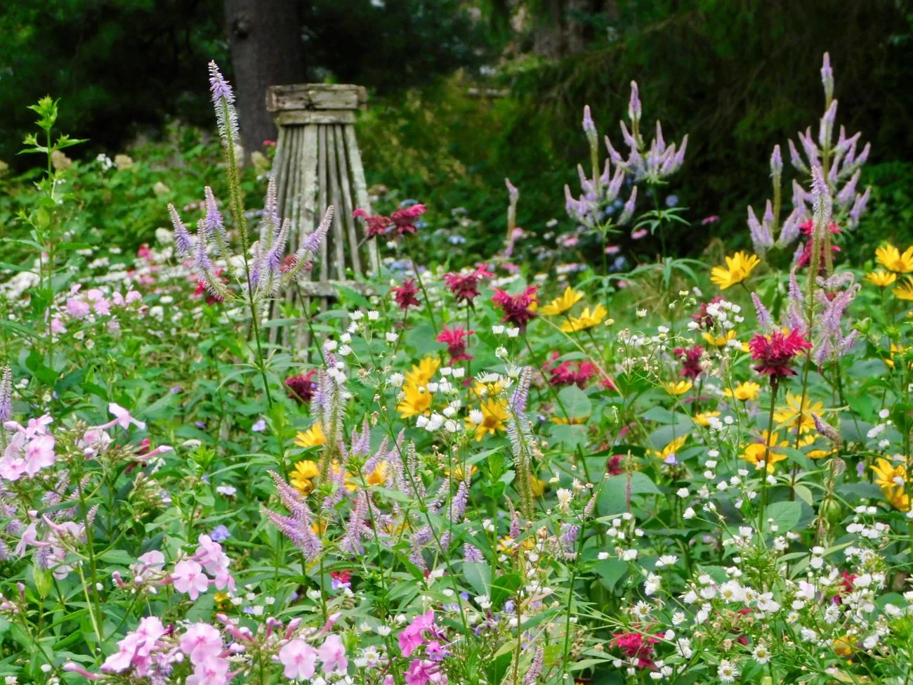 monarda, coreopsis, phlox, native plants, perennial bed