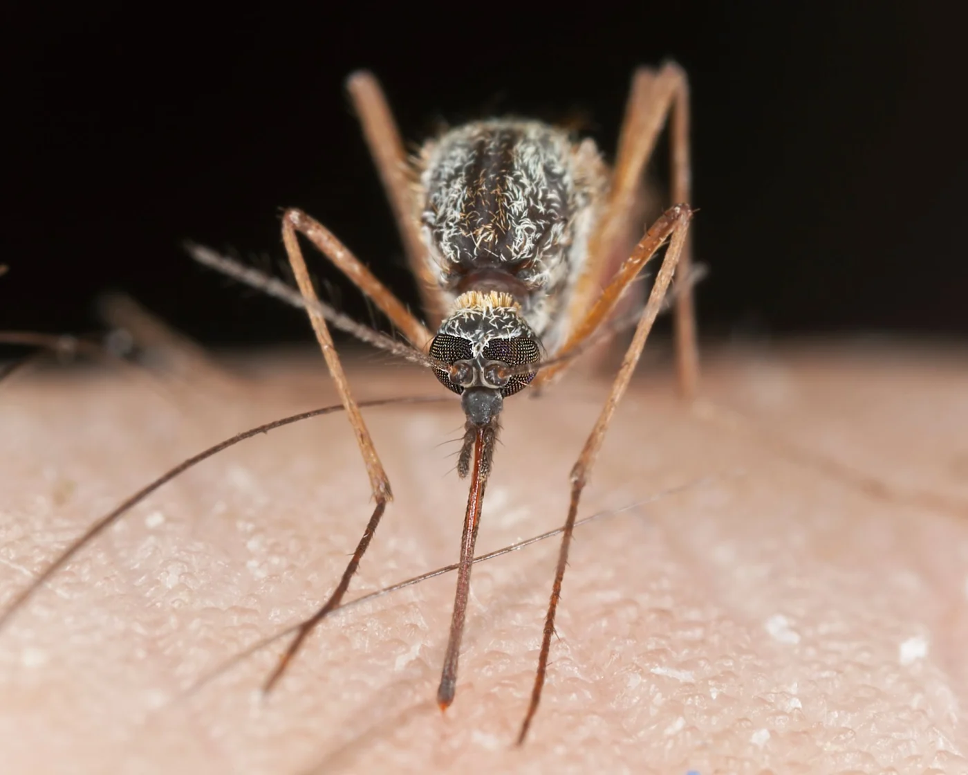 Mosquito sucking blood, extreme close-up with high magnification, focus on eyes