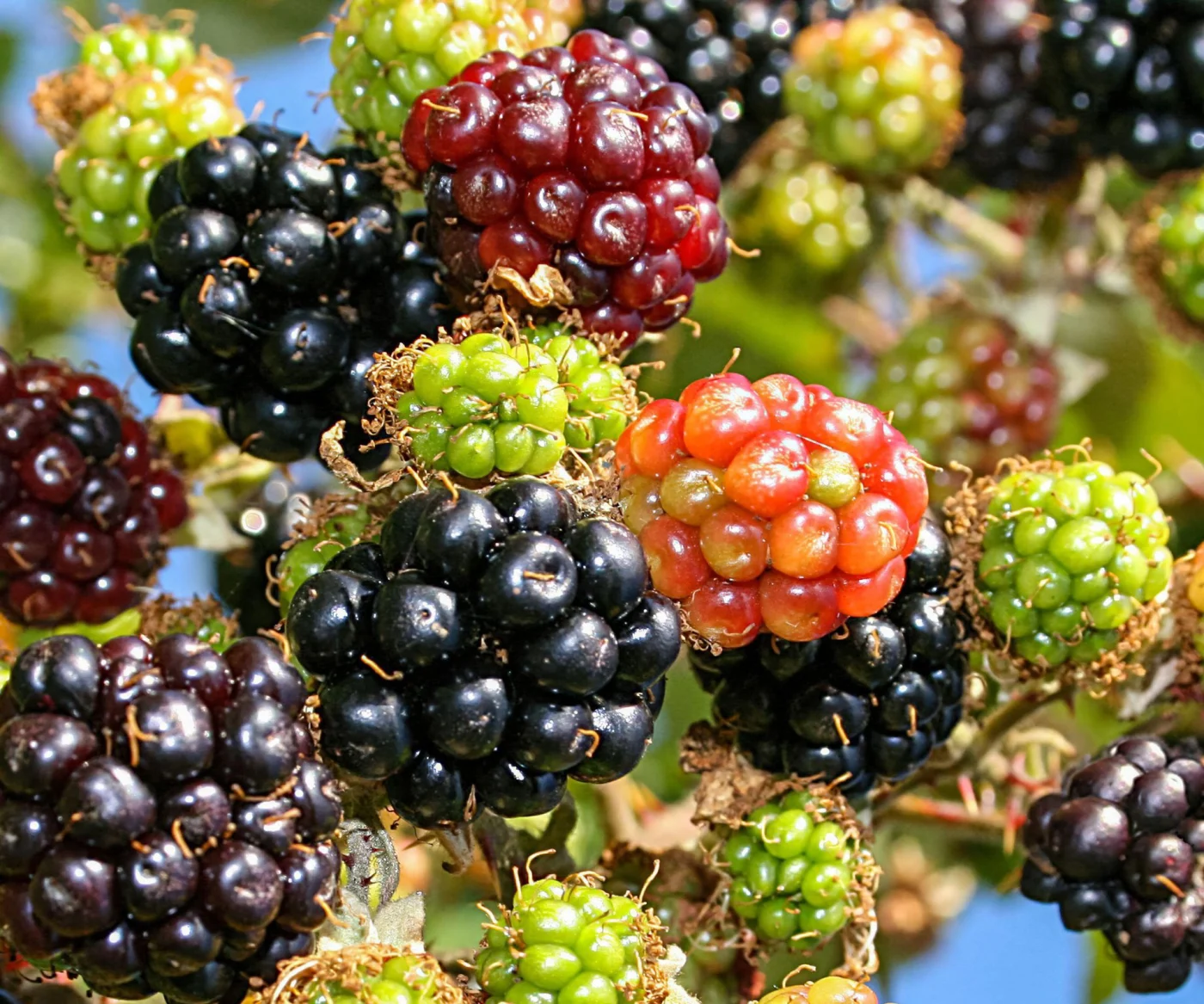 mulberry fruits in close-up, showing black, red and green fruit against blue sky