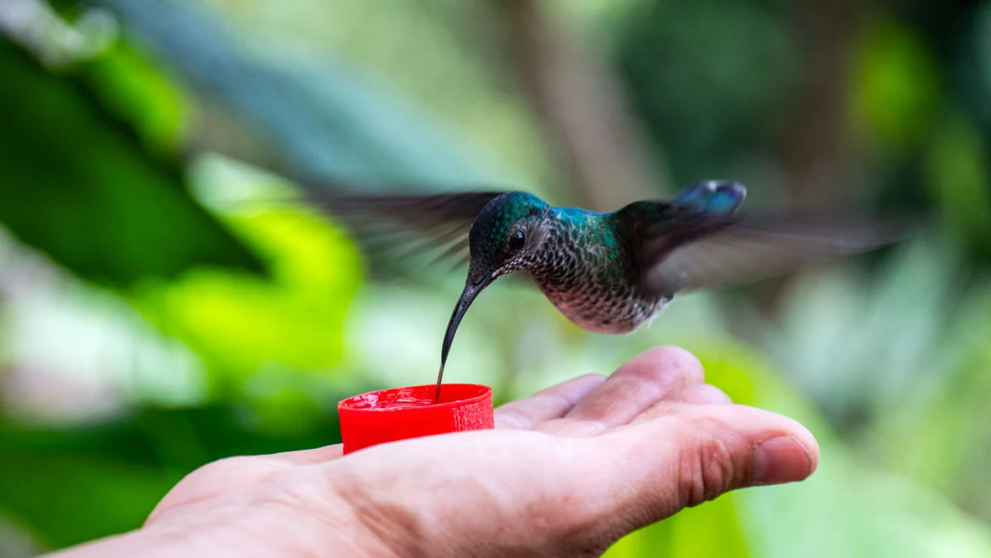 Näin kesytät kolibrin syömään suoraan kädestäsi – 6 vinkkiä