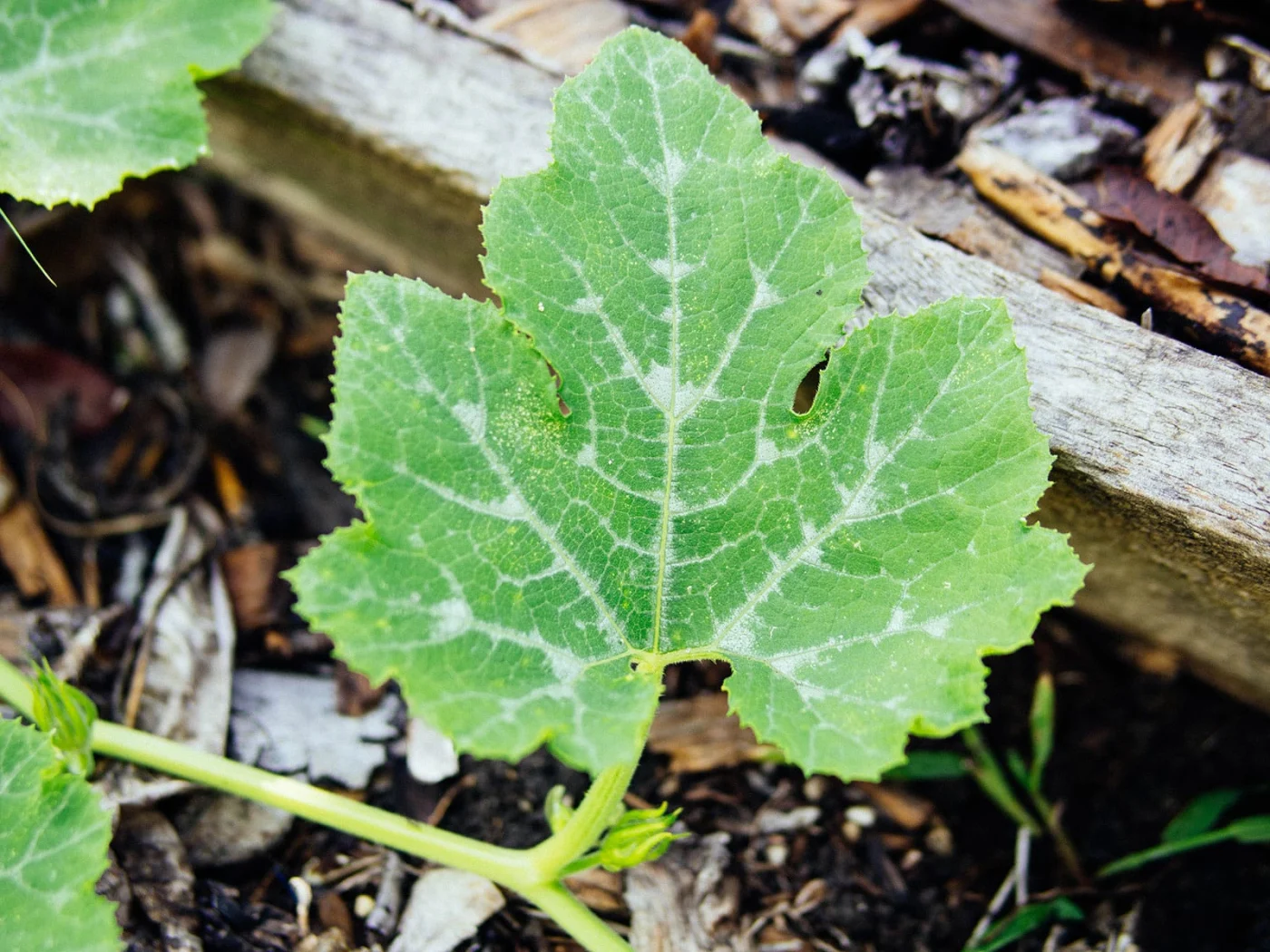 Natural silvery variegation on squash leaf