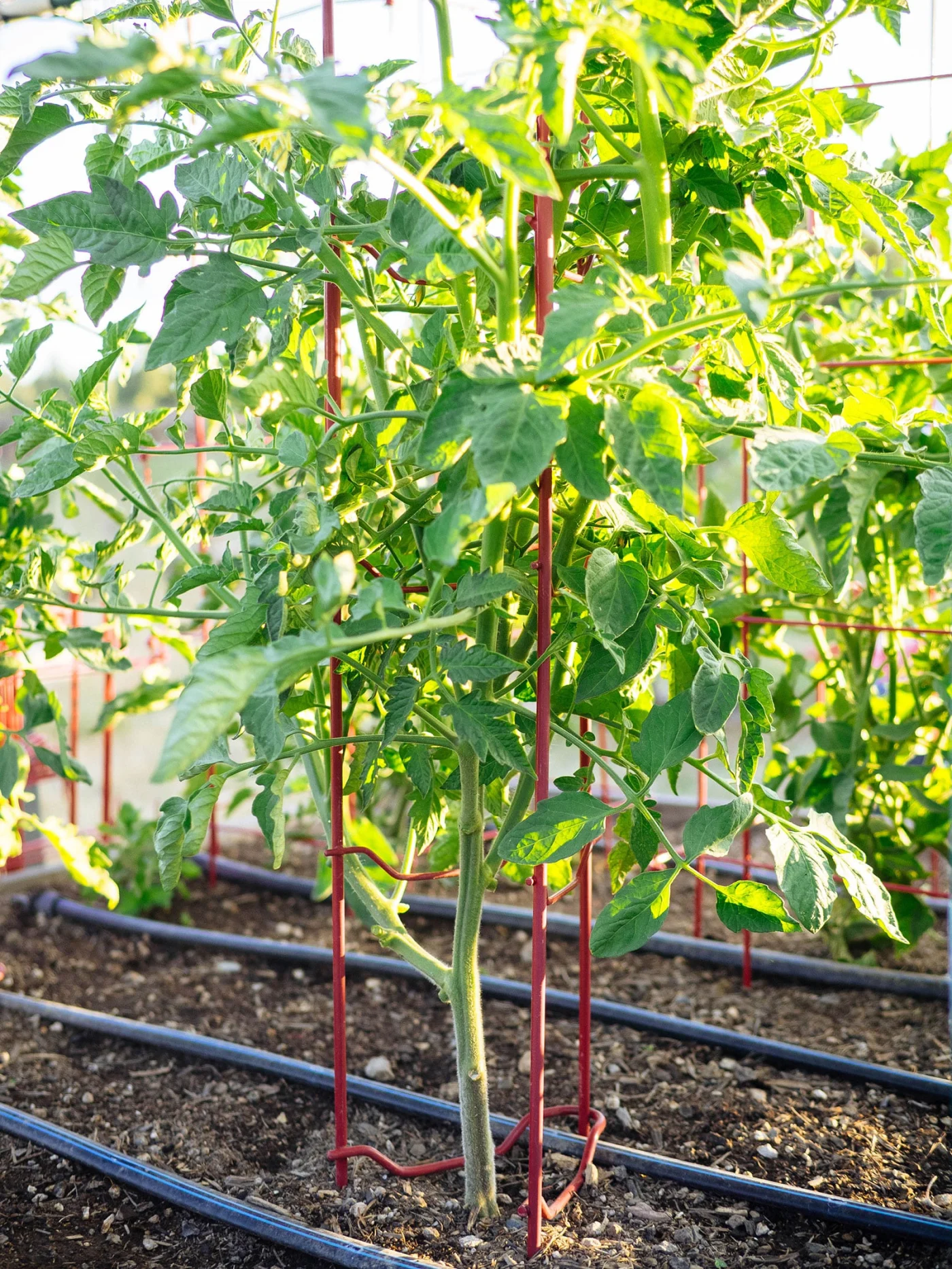 Neatly pruned tomato plant supported by a red trellis in a raised garden bed with rows of drip tape irrigation