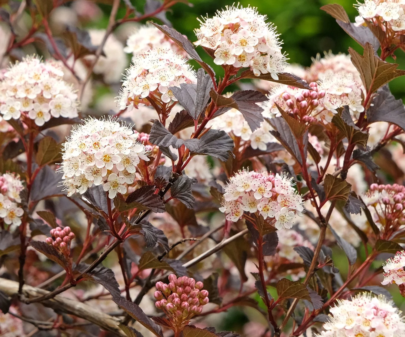 ninebark shrub with dark foliage and pink-white flowers