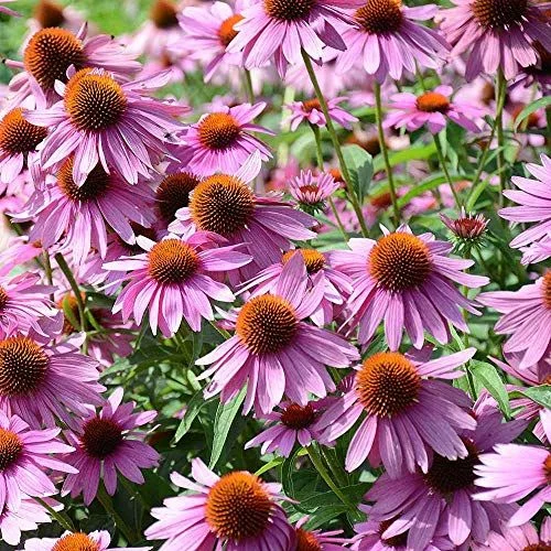 Outsidepride Purple Echinacea Coneflower Seeds - 1000 Pcs Perennial, Deer-Proof & Drought Tolerant Flower Seeds With Daisy-Like Blooms for Pollinator-Friendly Gardens, Borders, & Meadows