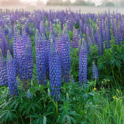 Outsidepride Wild Blue Perennial Lupine Seeds