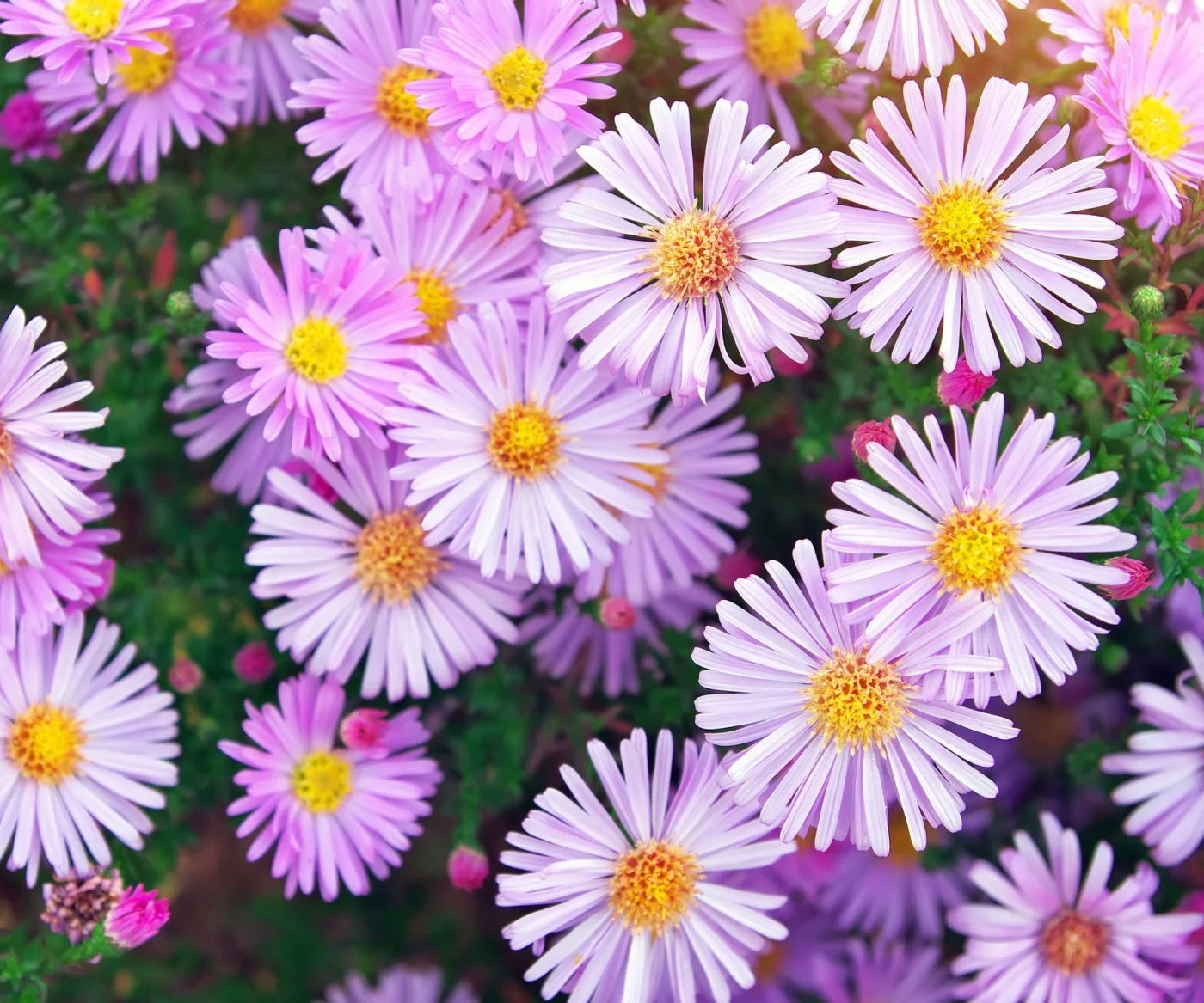 pale pink aster flowers with yellow centers