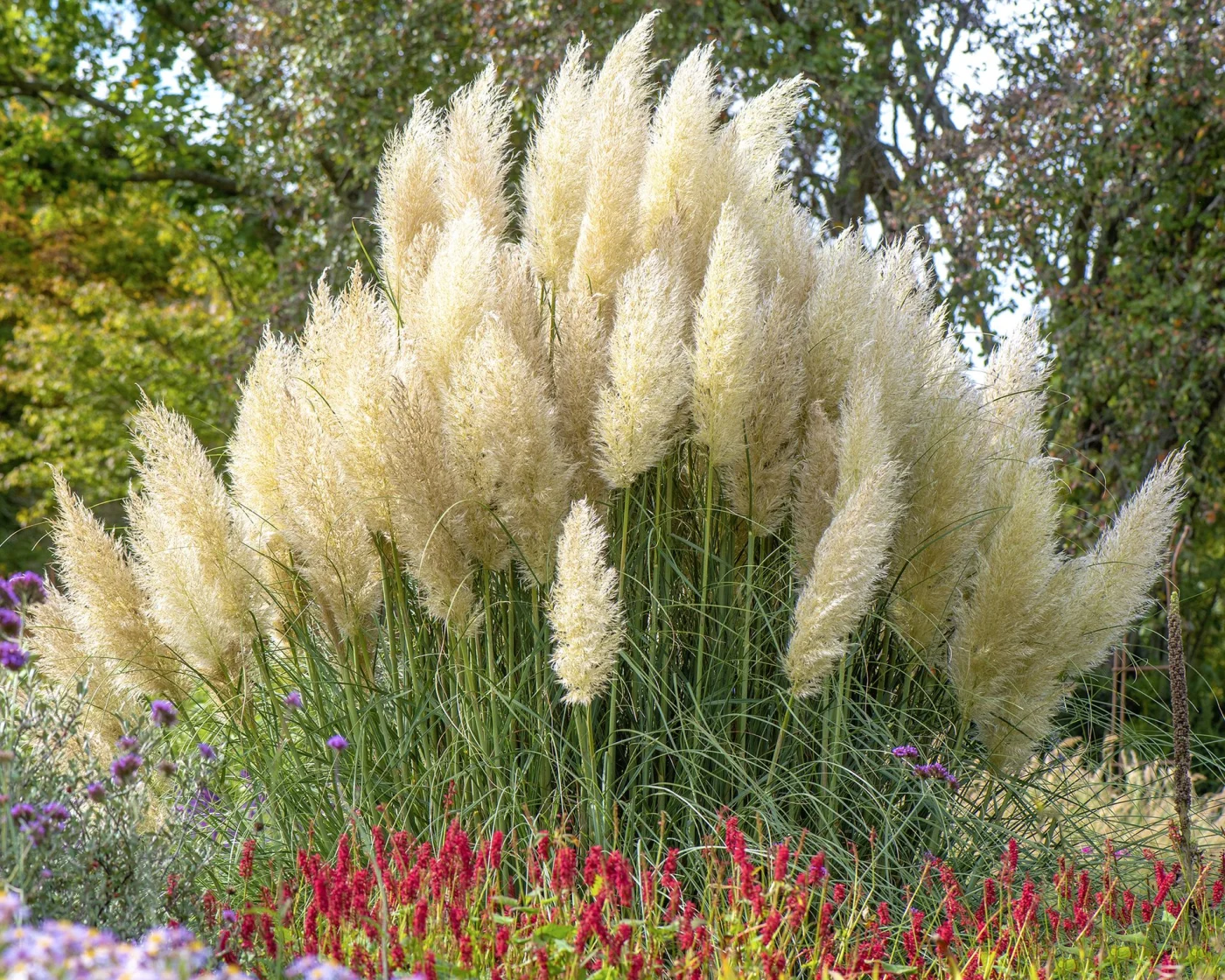 Pampas grass in garden