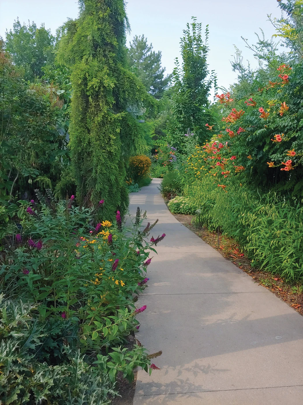 Pathway planting