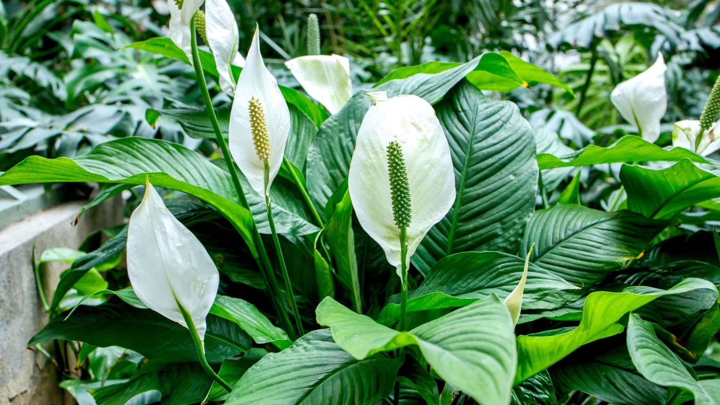 peace lily plants with large white spathes in outdoor scene