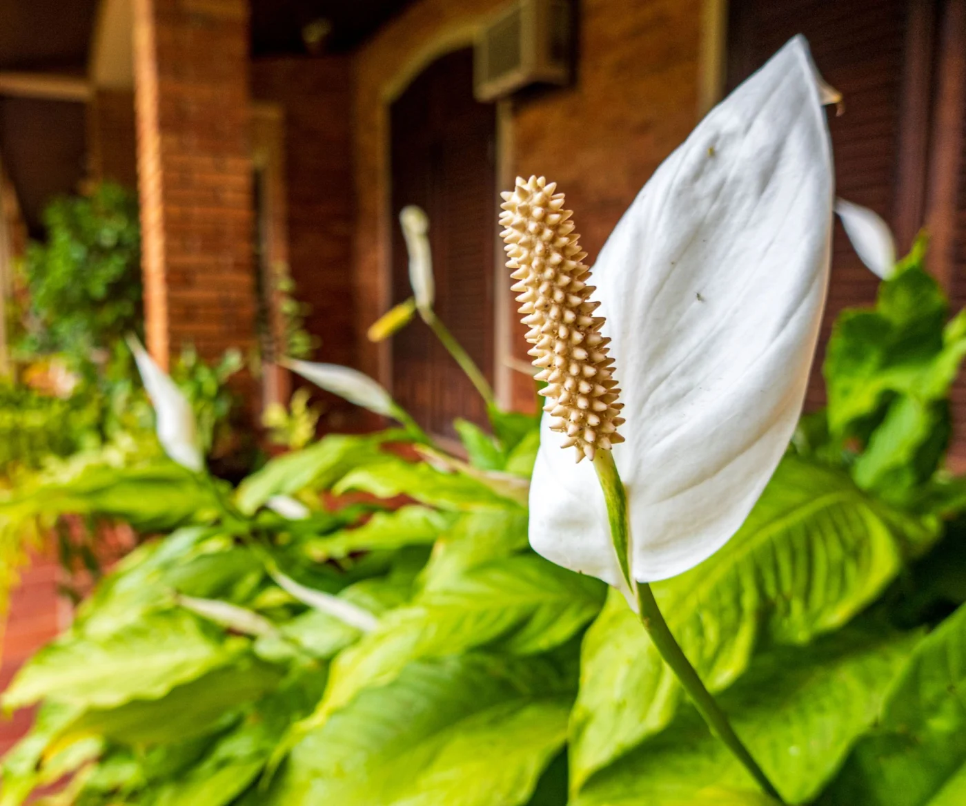 peace lily plants with white spathes on patio