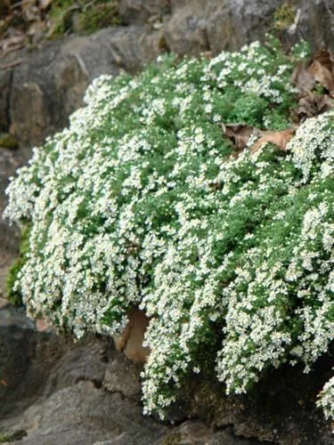 Perennial Farm Aster Ericoides ‘snow Flurry’ (white Heath Aster) – Live Perennial in #1 Container, Low-Growing White Daisy-Like Blooms, Compact Groundcover, Great for Edging & Pollinator Gardens