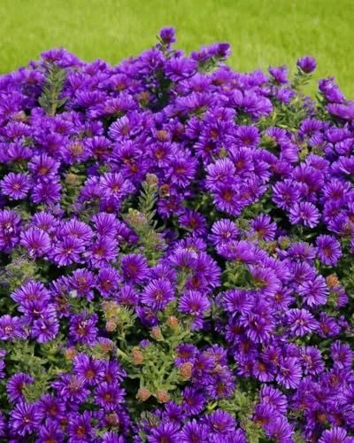 Perennial Farm Aster Novae-Angliae 'grape Crush' (new England Aster) – Live Perennial in #1 Container, Deep Purple Blooms, Upright Habit, Pollinator Friendly, Great for Borders & Meadow Gardens