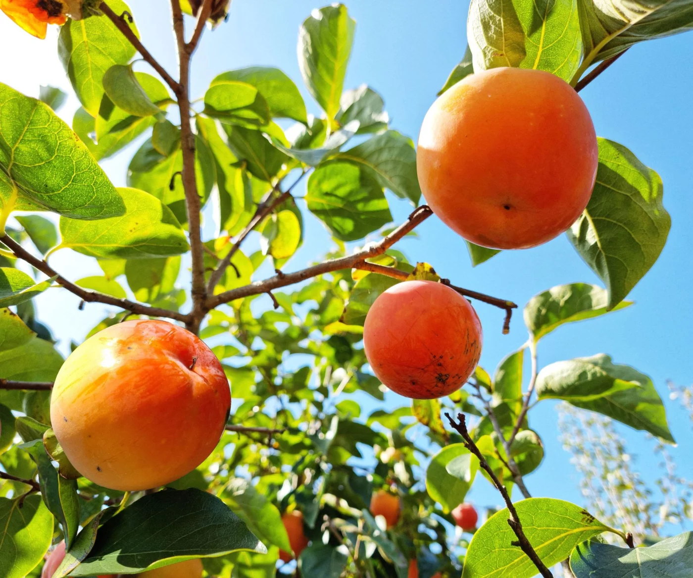 persimmon tree with large orange fruits against blue sky