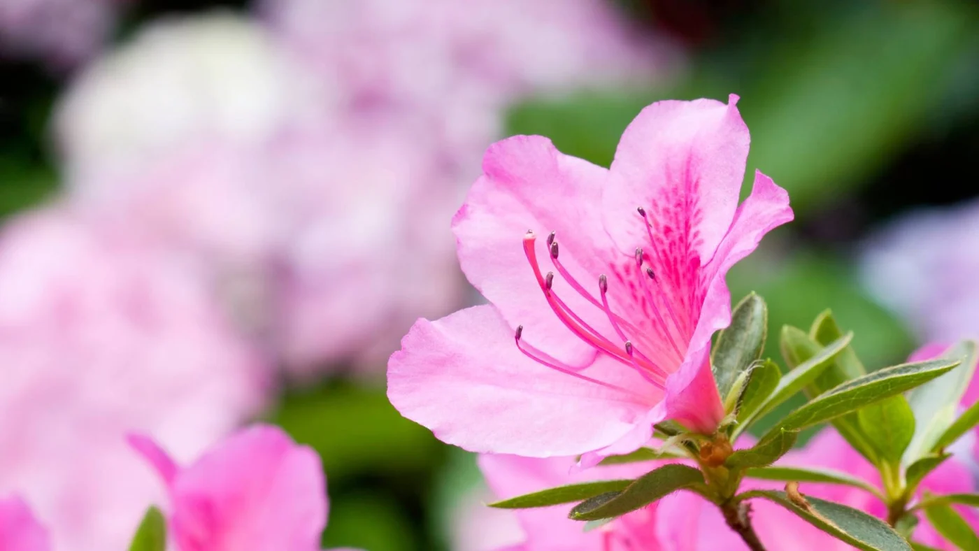 Pink azalea flower