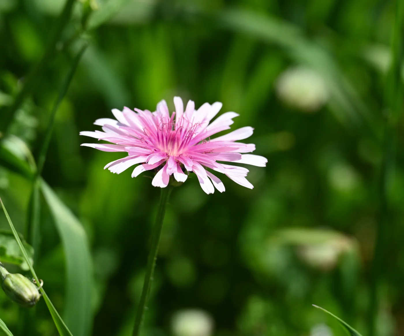 Pink dandelion
