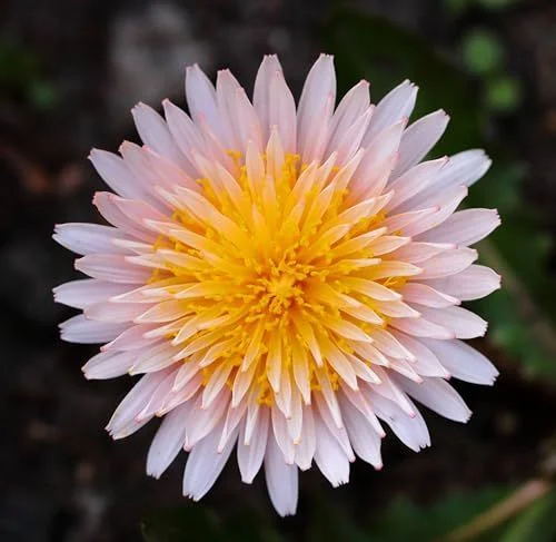 Pink Dandelion Taraxacum Pseudoroseum Seeds for Planting Packet
