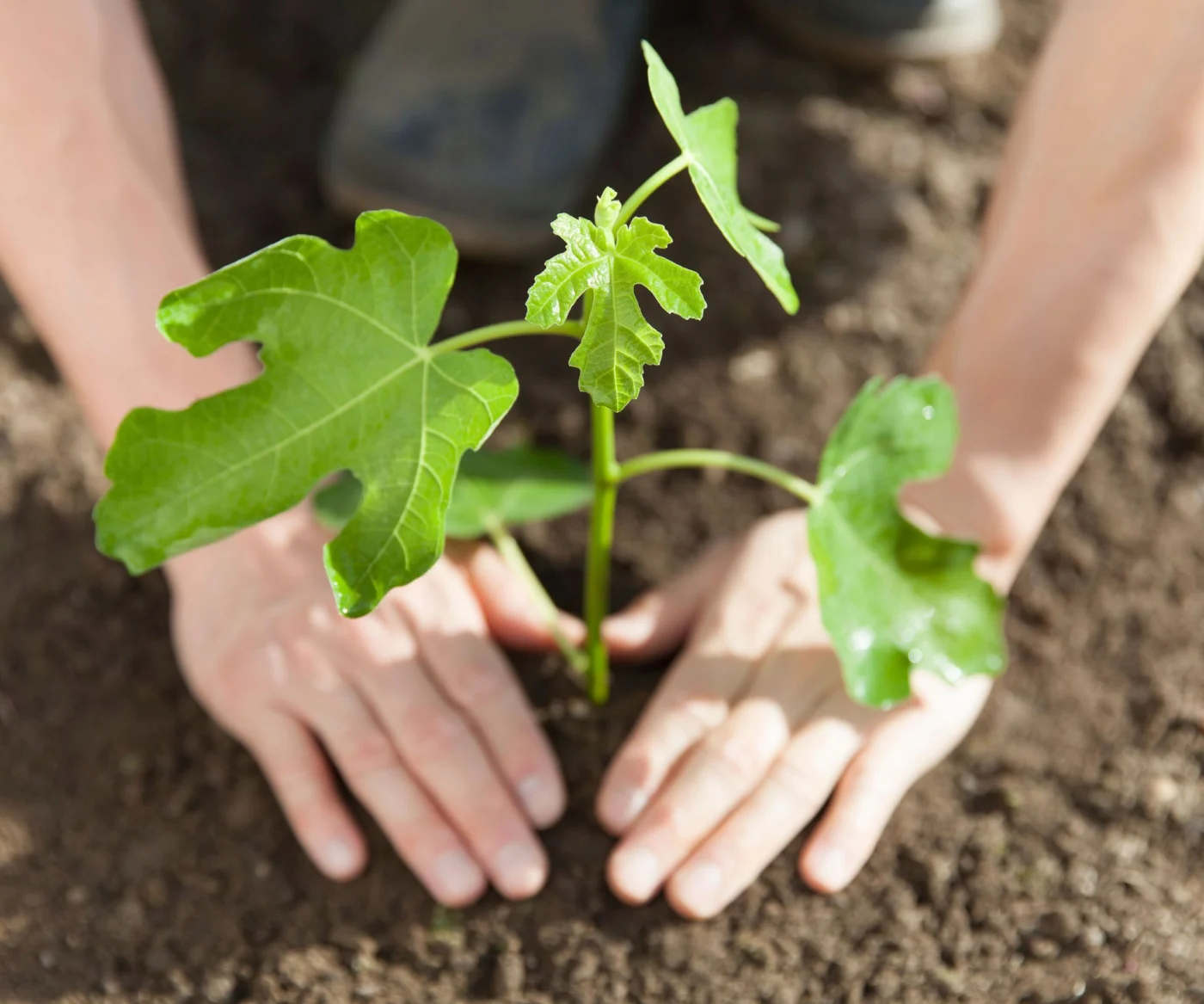 planting fig plant in the ground