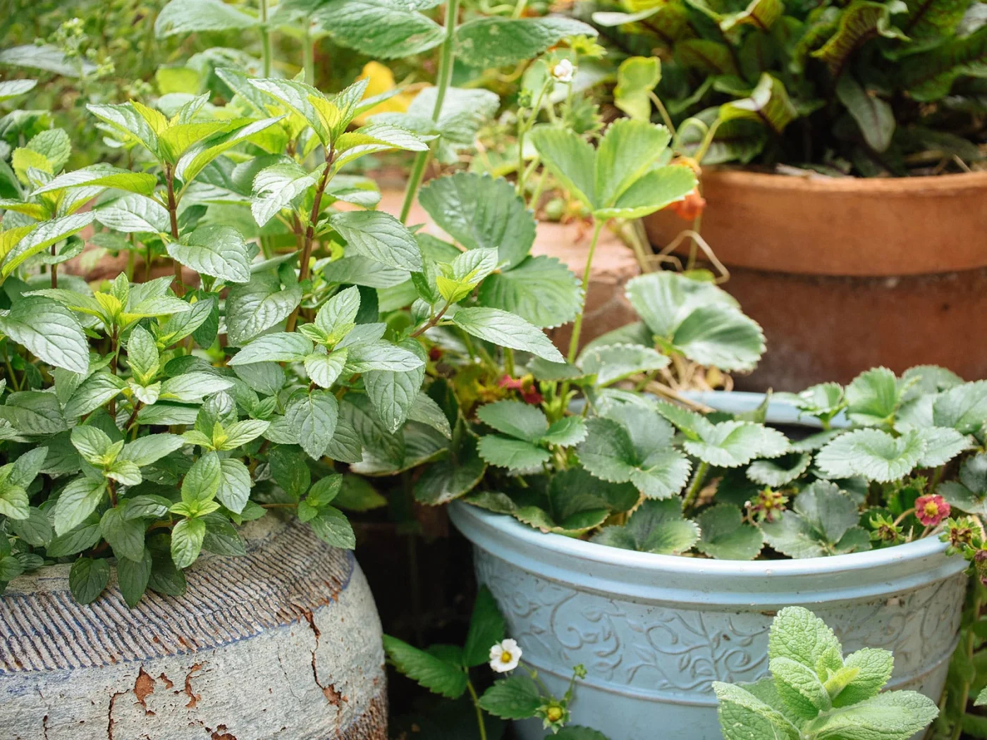 Potted mint and strawberry plants grouped together in a garden