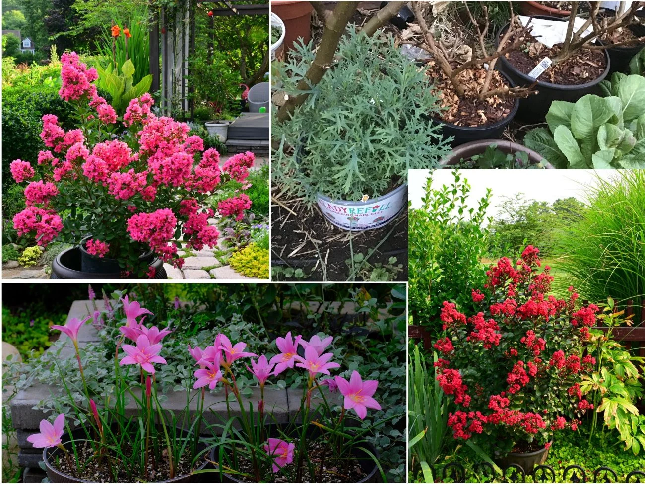 potted plants, flowers, blooms