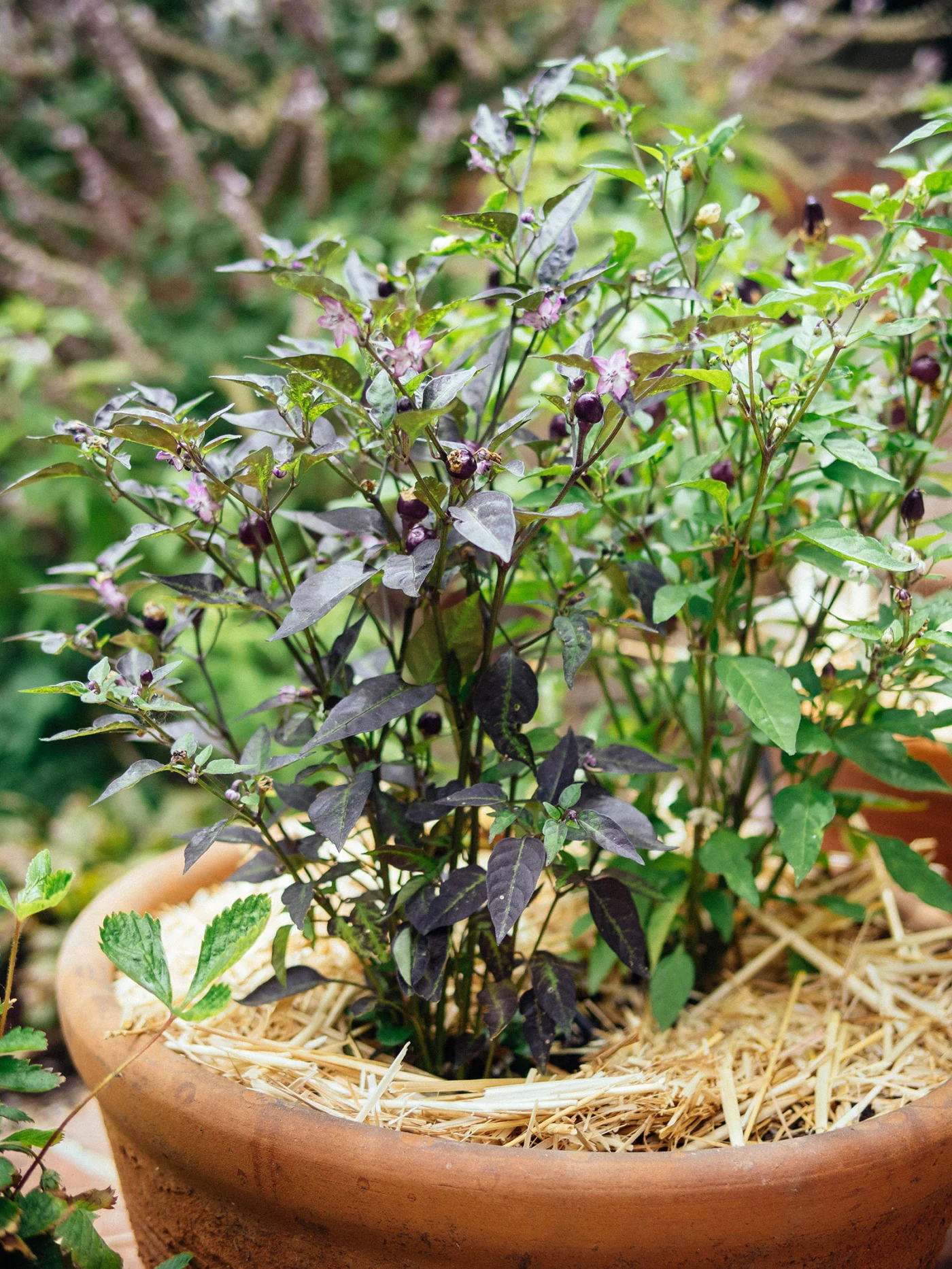 Purple chile pepper plant in a terracotta pot mulched with straw