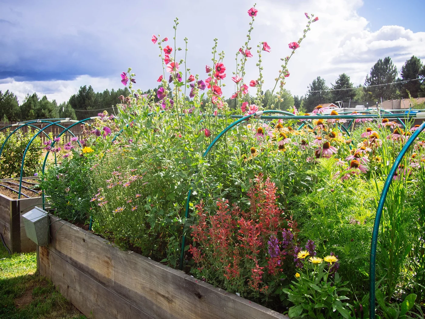 Raised garden bed planted with edible flowers
