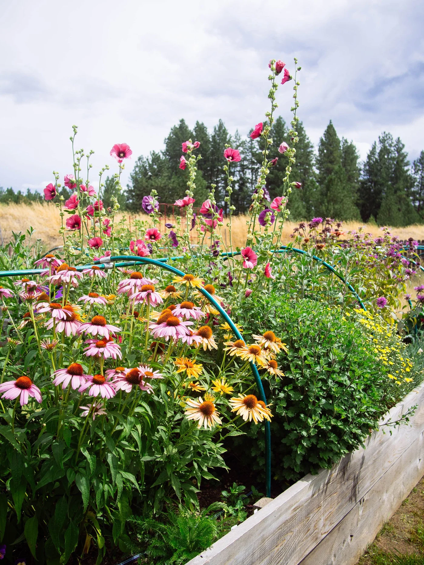 Raised garden bed planted with edible flowers