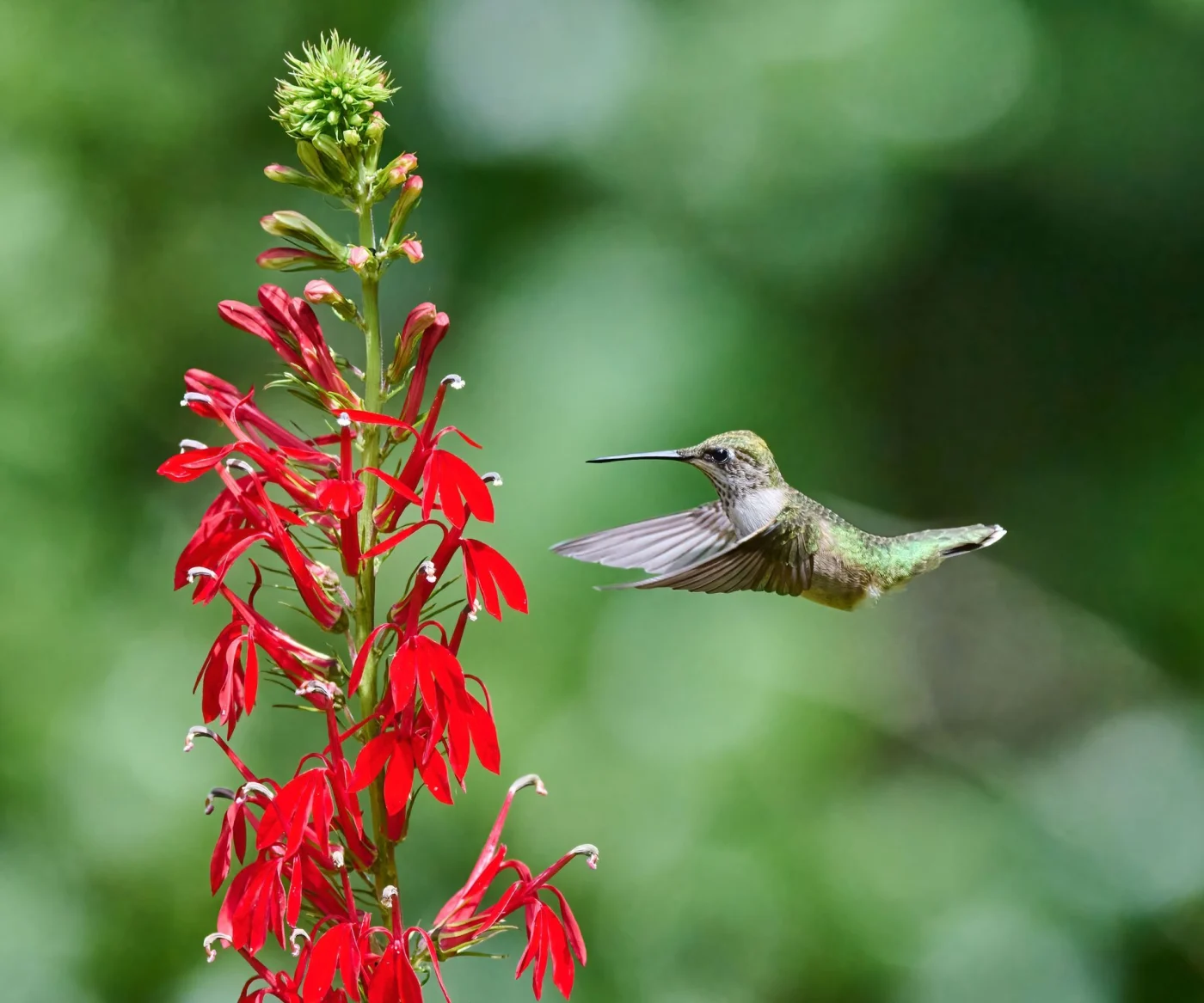 red cardinal flower and hummingbird in flight