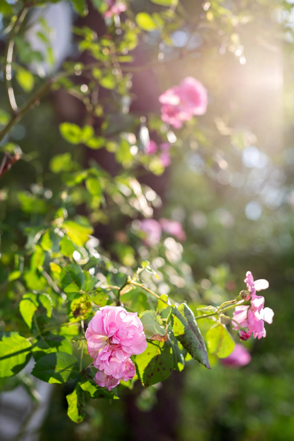 Rosa rosor och gröna blad i varmt solljus med mjuk, suddig bakgrund.