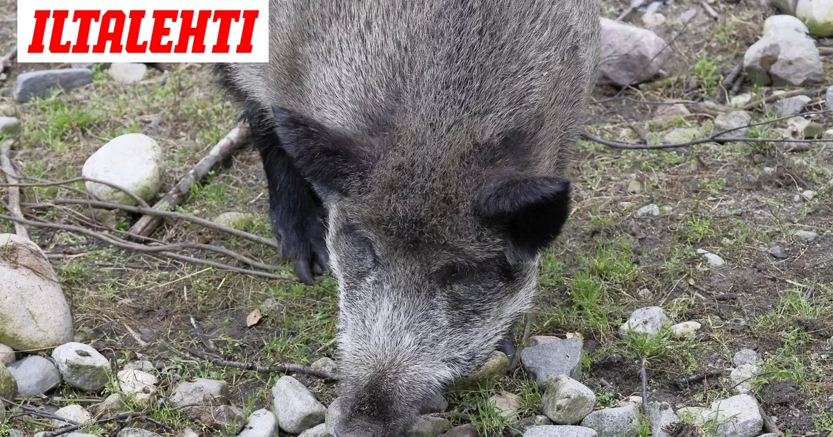 Ruokavirasto laajentaa sikaruton ydinaluetta Kaakkois-Suomessa – Metsässä liikkumiseen tiukat rajoitukset