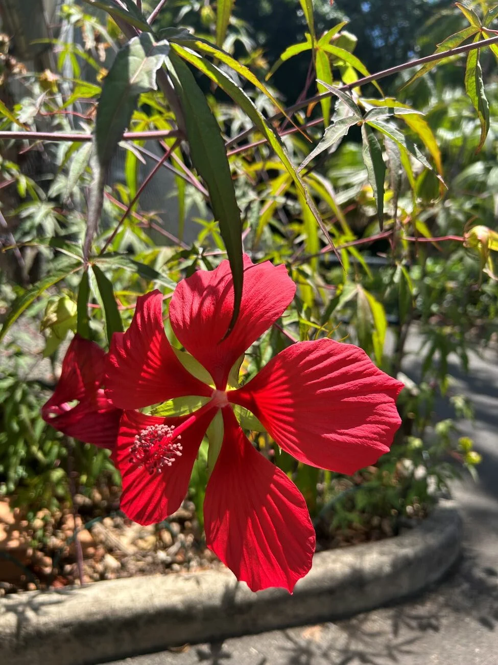 scarlet hibiscus