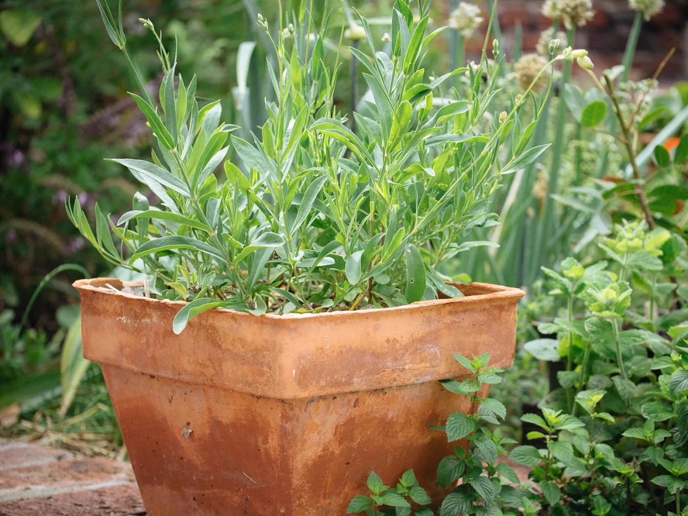 Sculpit plant in a square terracotta pot