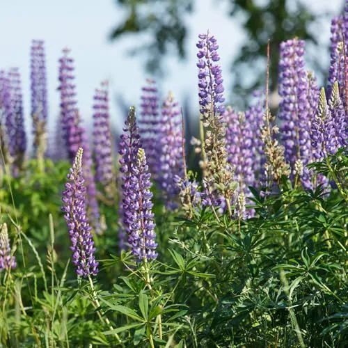 Seed Needs Wild Perennial Lupine Seeds